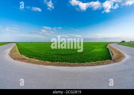 U-förmige Straße in der Nähe von Reisfeldern in Valencia Stockfoto