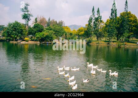 Bogor, Indonesien - EIN Blick auf den Blumen Themenpark Taman Bunga Nusantara in einem bewölkten Nachmittag mit Blick auf einen grünen See und weiße Enten und Stockfoto