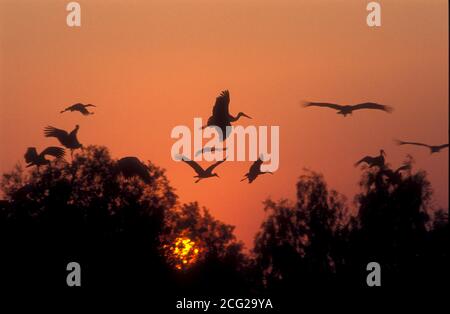 Ein Schwarm weißer Störche (Ciconia ciconia), die bei Sonnenuntergang über Baumwipfeln fliegen. Der Weißstorch kommt in Teilen Europas und Südwestasiens vor und ist ein Stockfoto