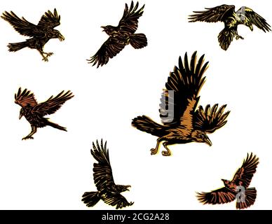 Krähe, Rabe, Farbe, Fliegen, Vektor, Silhouette, Bild Stock Vektor