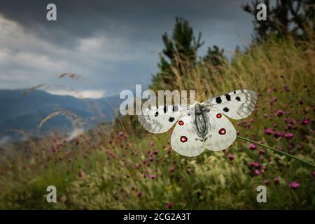 Apollo (Parnassius apollo) in Wildblumenwiese, Rhodopen, Bulgarien Stockfoto