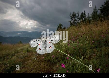 Apollo (Parnassius apollo) in Wildblumenwiese, Rhodopen, Bulgarien Stockfoto