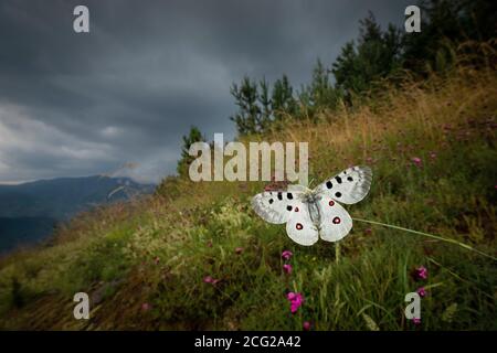 Apollo (Parnassius apollo) in Wildblumenwiese, Rhodopen, Bulgarien Stockfoto