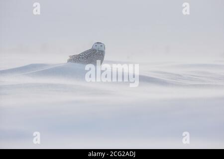 Schneeule (Bubo scandiacus), Ontario, Kanada Stockfoto