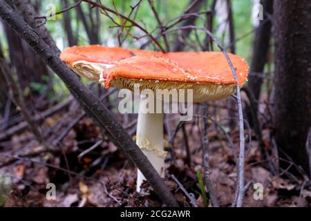 Eine große orangefarbene Fliege wächst im Wald. Stockfoto