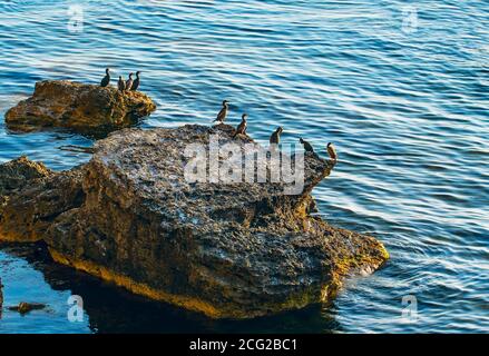 Kormorane sitzen auf einem Felsen im Meer Stockfoto