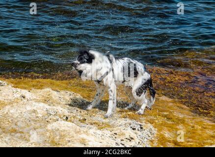 Ein nasser Hund schüttelt nach dem Schwimmen das Wasser ab Das Meer Stockfoto
