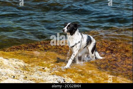 Ein nasser Hund schüttelt das Wasser nach dem Schwimmen im Meer ab. Stockfoto