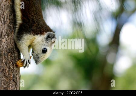 Nahaufnahme von wilden Eichhörnchen essen Nüsse in einem Baum Stockfoto