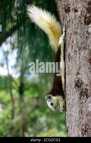 Nahaufnahme von wilden Eichhörnchen essen Nüsse in einem Baum Stockfoto