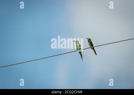 Blauschwanzbienen-Esser oder Merops philippinus Paar gegen natürliche Blauer Himmel Hintergrund thront auf Draht im ranthambore Nationalpark rajasthan indien Stockfoto