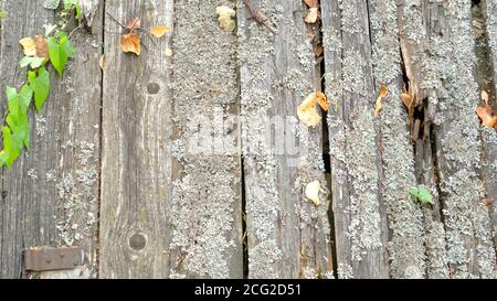 Beschädigter Holzzaun. Alte weiße Holzplanken. Stockfoto