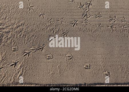 Möwe Spuren im Sand. Hochwertige FotoLinks nach rechts und diagonale Möwe Fußabdrücke im braunen Sand Überquerung. Stockfoto