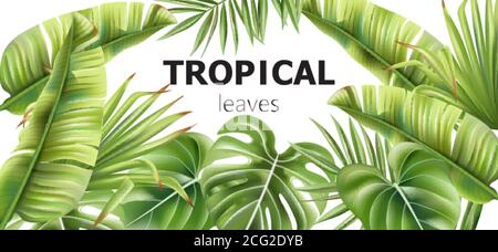 Grünes tropisches Blatt Banner mit Platz für Text. Verschiedene Blumen. Vektor Stock Vektor