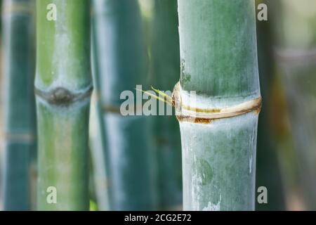 Nahaufnahme von grünen Bambusstäben im Regenwald Stockfoto