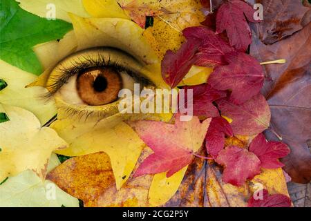 Auge in einem Hintergrund von Autumul Blätter. Erde, Umwelt, lebendige Natur Personifizierung Konzept. Surreale digitale Collage. Stockfoto