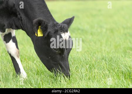 Holstein Friesische Färsen grasen Stockfoto