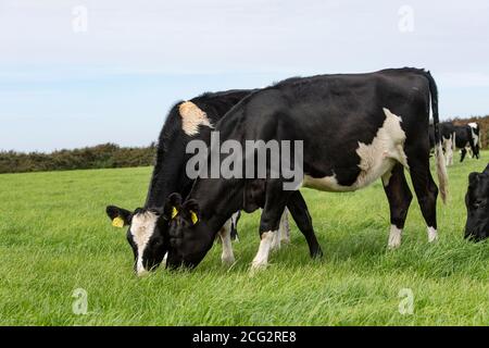 Holstein Friesische Färsen grasen Stockfoto