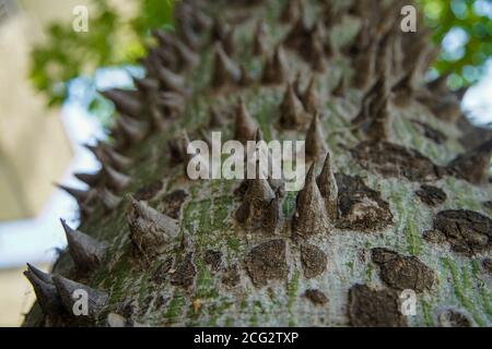 Nahaufnahme der Dornen am Stamm des Seidenflossbaums (Ceiba speciosa, früher Chorisia speciosa), ist ein Mitglied der bombax-Familie Stockfoto