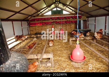 Im Inneren eines kommerziellen frei Bereich Hühnerhaus Stockfoto