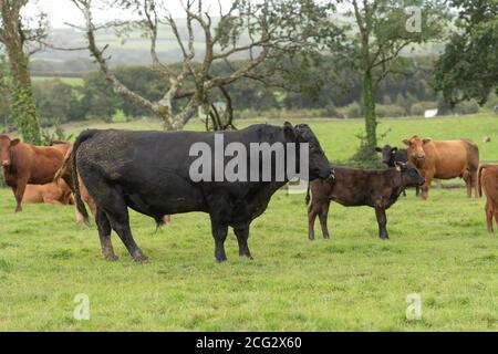 Aberdeen angus Bulle mit Kühen und Kälbern Stockfoto