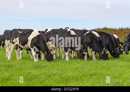 6 Monate alte Ersatzweisen grasen Stockfoto