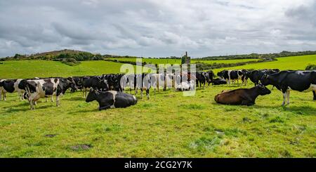 Die Herde mit cornish Mine Maschinenhaus hinter Stockfoto