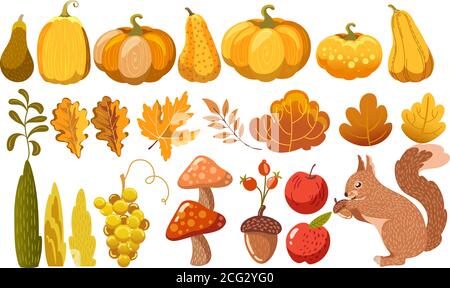 Set von Kürbissen, Blättern, Sträuchern, Pilzen, Eicheln, Trauben, Äpfeln und einem Eichhörnchen. Herbstthema. Vektor Stock Vektor