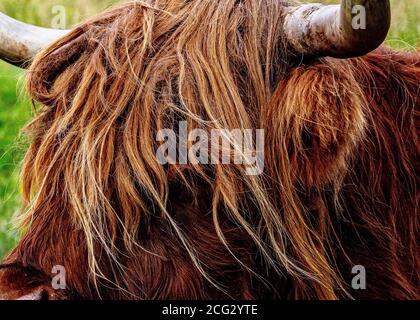 Nahaufnahme einer Highland-Kuh Stockfoto