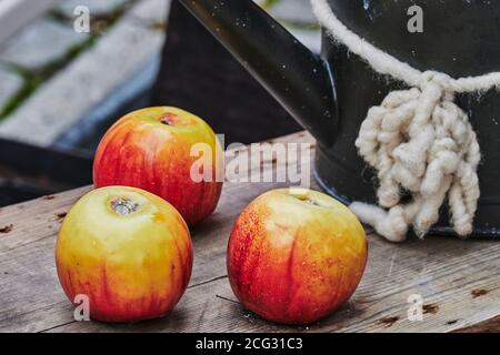 Drei Äpfel liegen dekorativ auf einer Holzbank vor einer Gießkanne. Stockfoto