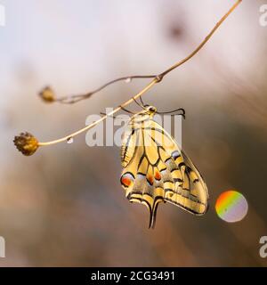 Old World Schwalbenschwanz (Papilio machaon) AKA gewöhnlicher gelber Schwalbenschwanz Schmetterling auf einer Blume. Diese Art ist in Europa und Asien heimisch. Fotografiert Stockfoto