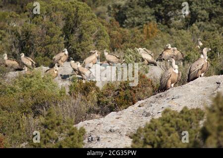 Griffon Geier Grips fulvus im Naturpark der Berge und Canyons von Guara. Huesca. Aragon. Spanien. Stockfoto