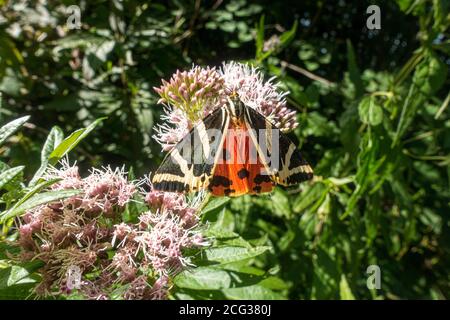 Jersey Tiger füttern auf einem heiligen Seil Blütenstand Stockfoto