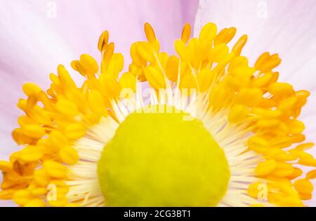 Macro Yellow Stamen und Flower Center Stockfoto