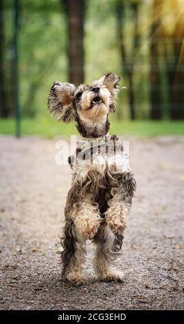 Miniatur-Schnauzer-Hund steht auf seinen Hinterbeinen Stockfoto