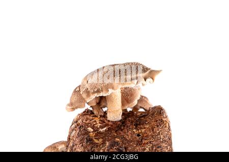 Auf weißem Grund isolierter Shiitake-Pilz, der zu Hause aus Myzel auf einem Substrat wächst Stockfoto