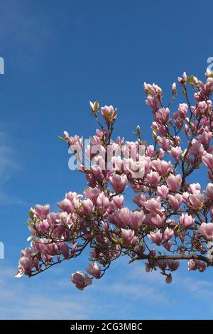 Blühende Magnolien, Berlin, Deutschland Stockfoto
