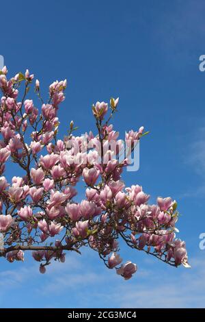 Blühende Magnolien, Berlin, Deutschland Stockfoto