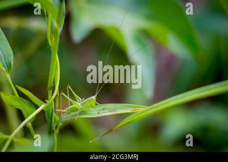 Geradliniger Wiesenotter Katydid (Conocephalus strictus). Raleigh, North Carolina. Stockfoto