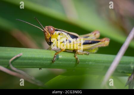 Rotbeinige Heuschrecke (Melanoplus femurrubrum). Raleigh, North Carolina. Stockfoto