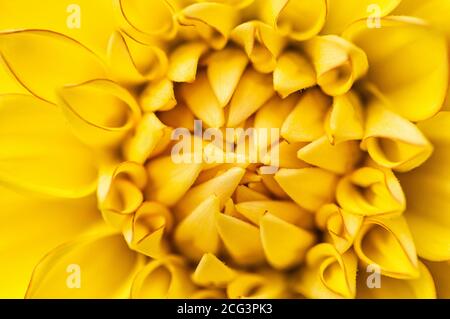 Gelb Blumen abstrakt Hintergrund. Leuchtend gelbe Dahlia Nahaufnahme. Selektiver Fokus. Stockfoto