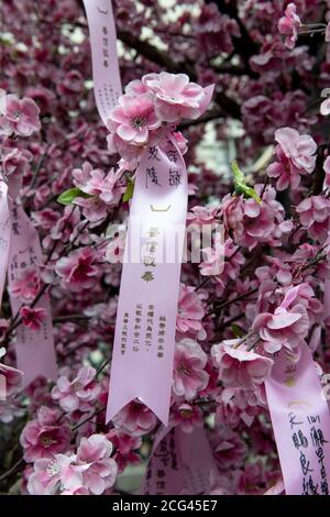 Hongkong, China: 17. August 2020. Nahaufnahme der Botschaften auf dem blühenden Wunschbaum im man Mo Tempel in Hongkong. Der Baum wird für Opfergaben und verwendet Stockfoto