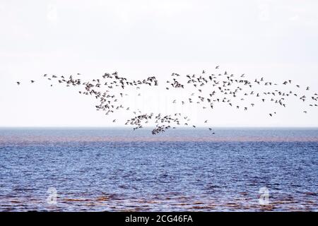 Eine Schar Austernfischer, Haematopus ostralegus, fliegt über die Wash in Snettisham, um zu brüten. Stockfoto