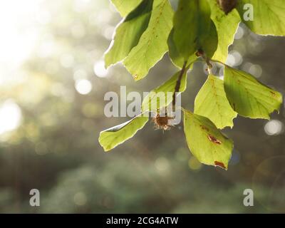 Nahaufnahme eines beechnut in Hintergrundbeleuchtung, saisonaler Hintergrund mit Platz für Text Stockfoto