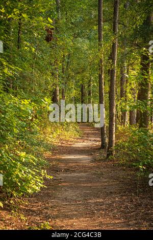 Abendsonne filtert durch die Bäume entlang des Seeweges im Fort Yargo State Park in Winder, Georgia. (USA) Stockfoto