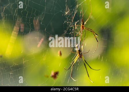 Zwei goldene Seidenorb-Weberspinnen (Nephila clavipes), auch Bananenspinnen genannt, auf einem Netz entlang des Fort Yargo Lake in Winder, Georgia. (USA) Stockfoto