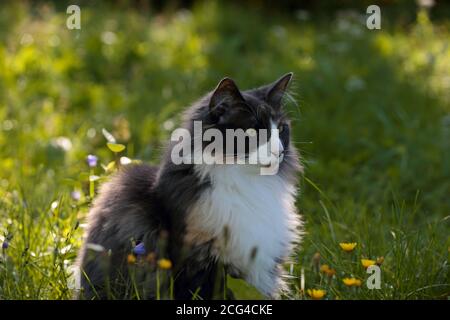 Norwegische Waldkatze Weibchen sitzt auf einer Wiese am Morgen Leicht Stockfoto