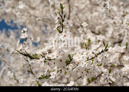 Blühender Pflaumenbaum. Natürliche saisonalen floralen Hintergrund. Blühender Obstgarten. Selektiver Fokus Stockfoto