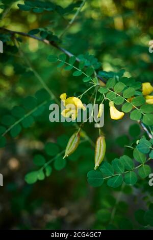 Colutea arborescens Zweig aus der Nähe Stockfoto