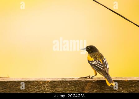 Baltimore oriole - Costa Rica Stockfoto